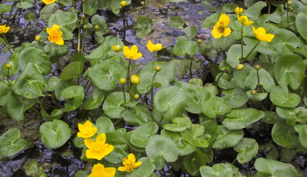 dotterbloem