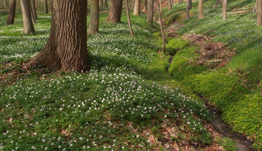 typische vegetatie langs een bronbeek