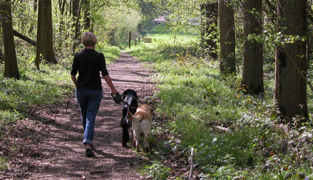 vrouwelijke wandelaar met 2 honden in het bos
