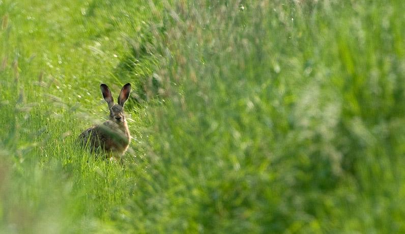 haas tussen het hoge gras