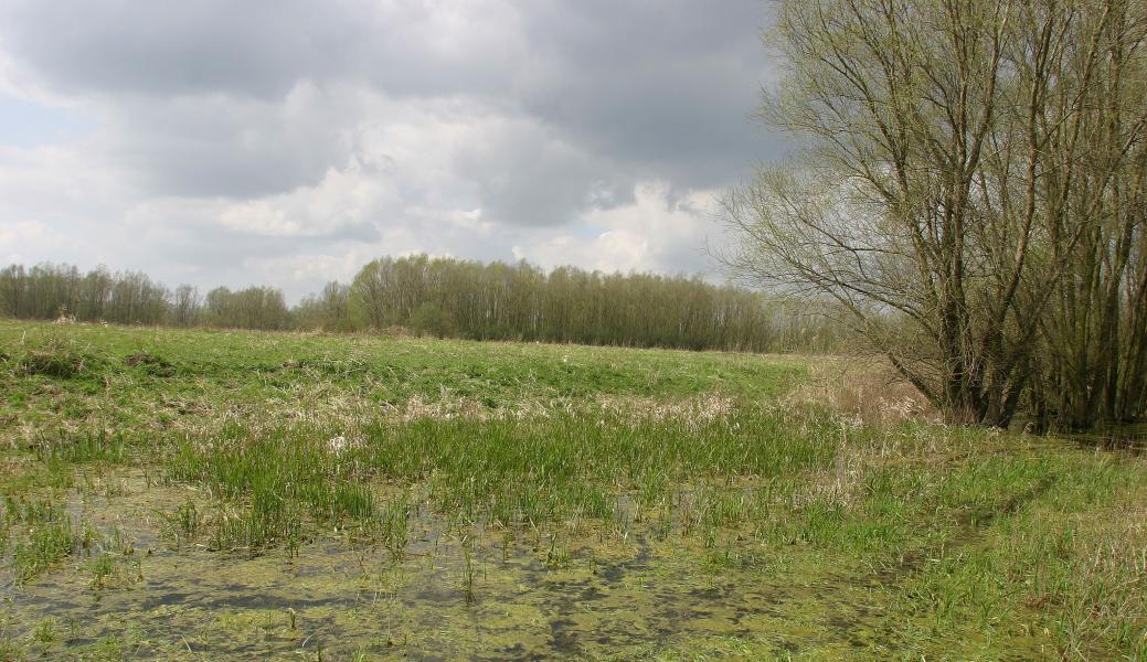 zicht in het landschap 