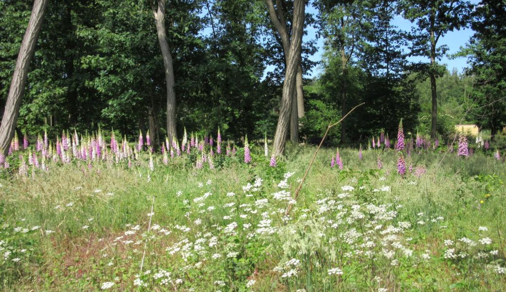 bloemenveld