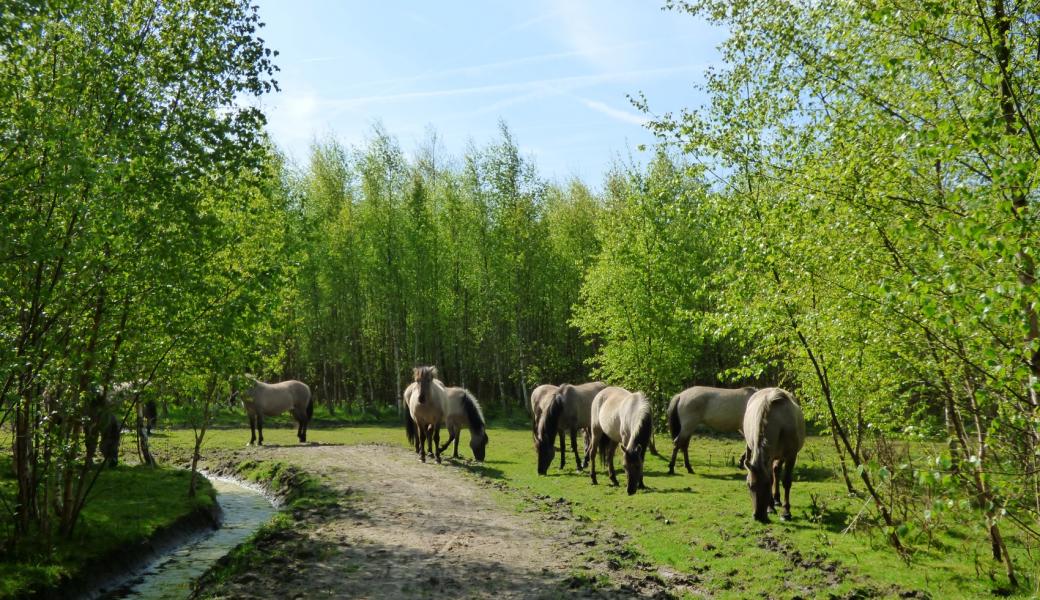 konikpaarden