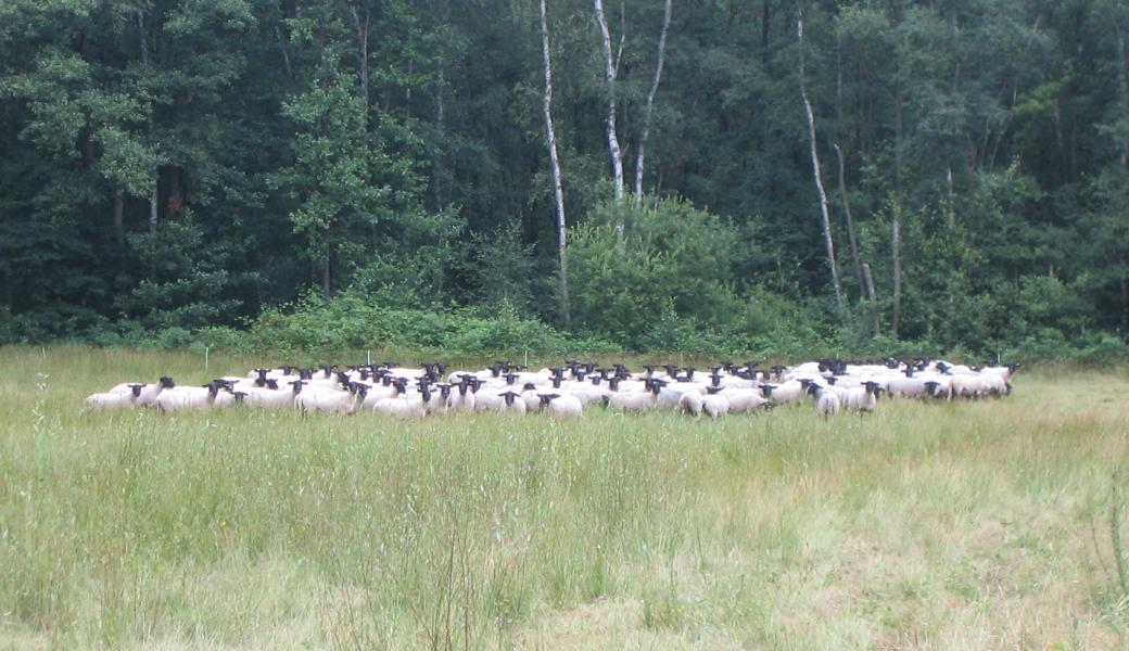 Schapen Stropersbos