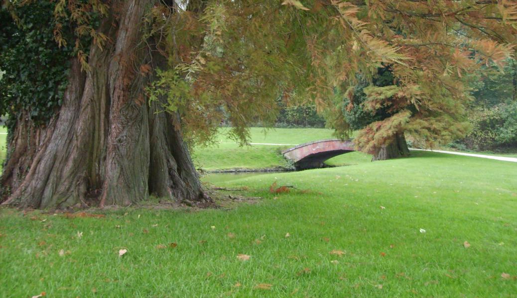 dikke boom in het landschap