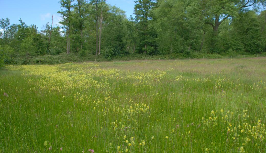 bloemenweide