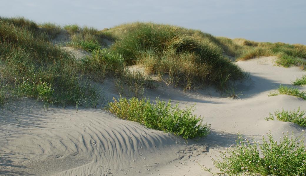 duinenlandschap