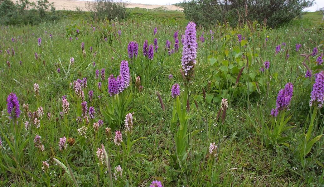 orchideeënweide