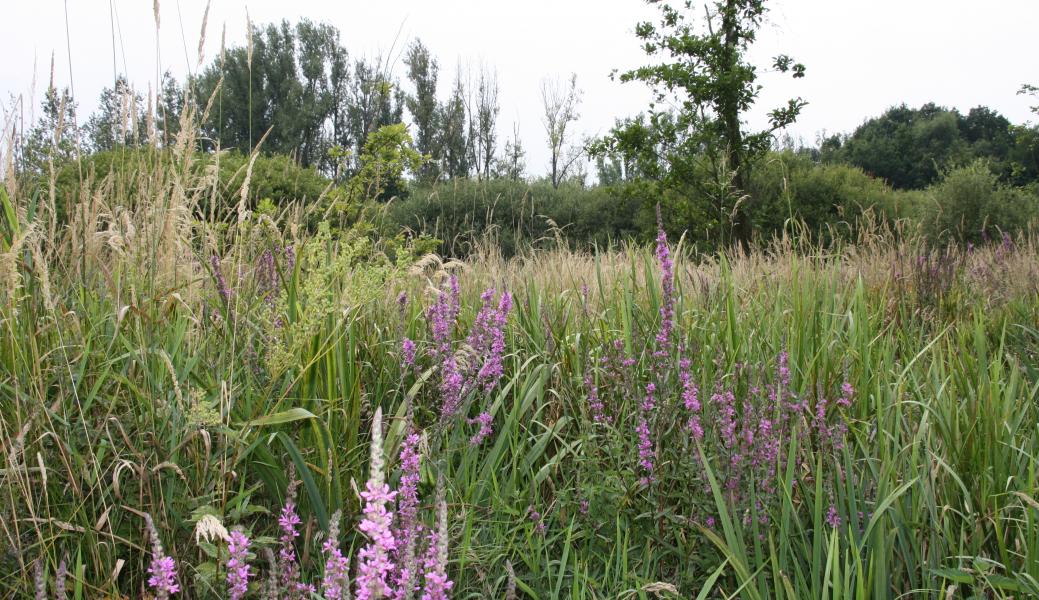 Natuurbeeld zonder beschrijving