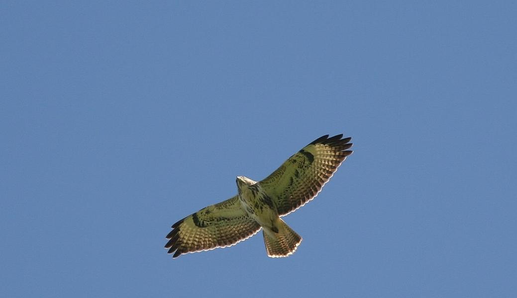 Buizerd