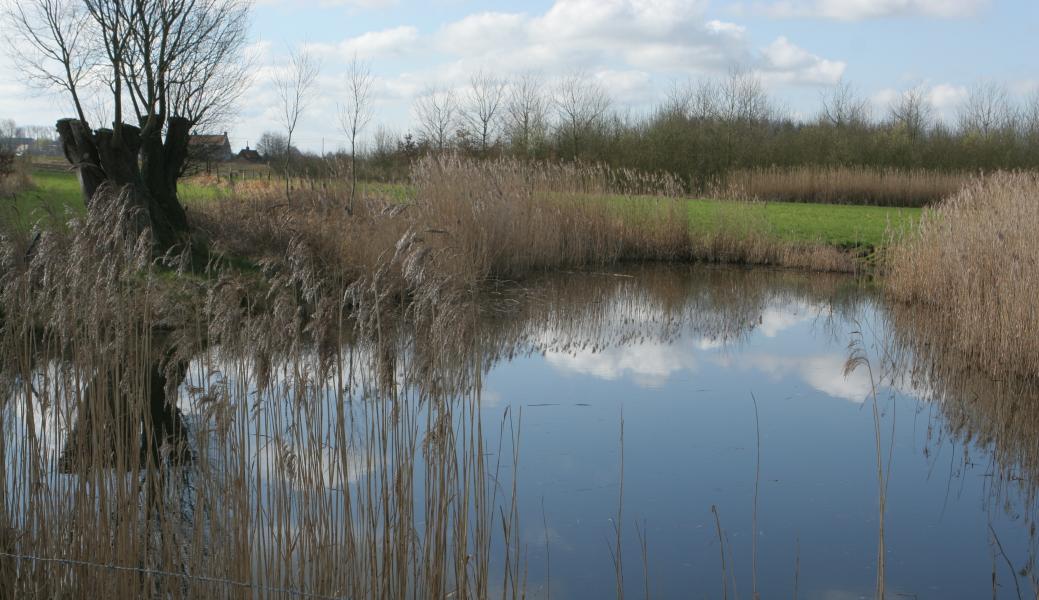 zicht op de poel met knotwilg er naast