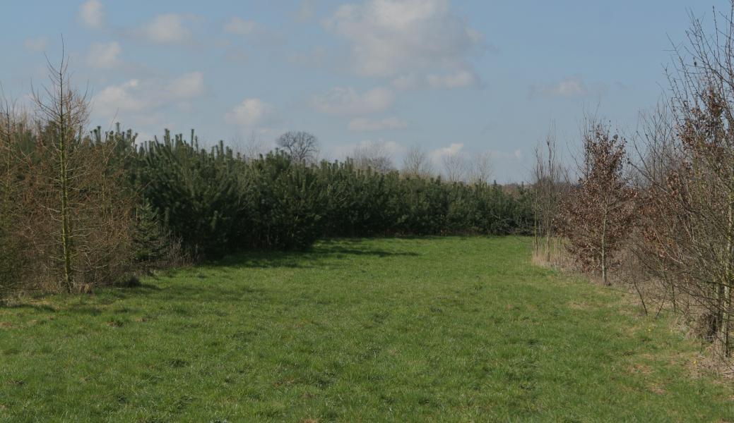 grasdreef