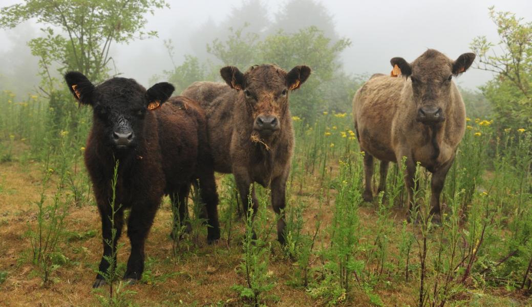 Natuurbeeld zonder beschrijving