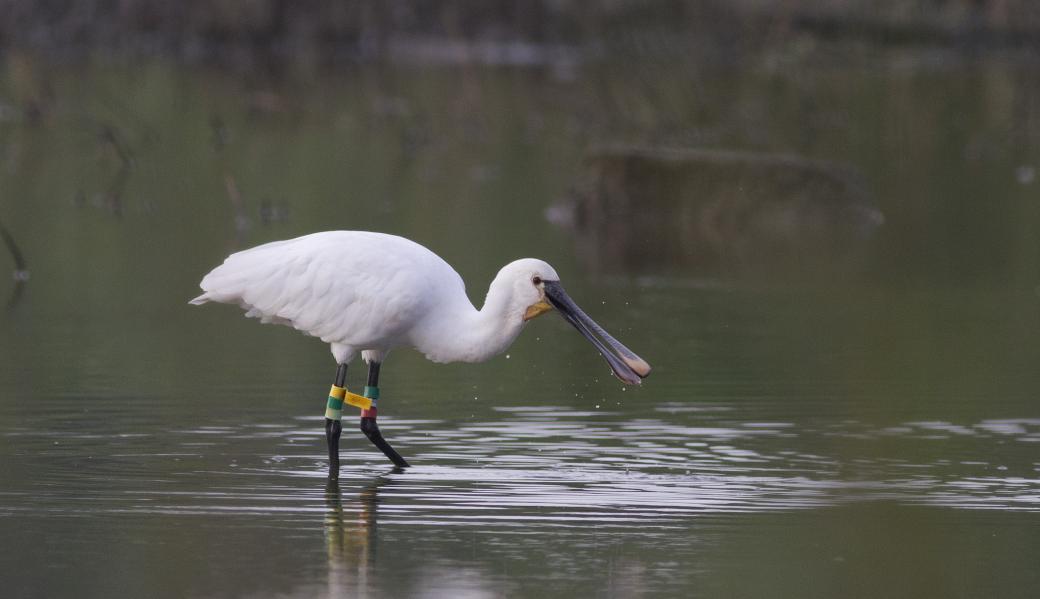 Natuurbeeld zonder beschrijving