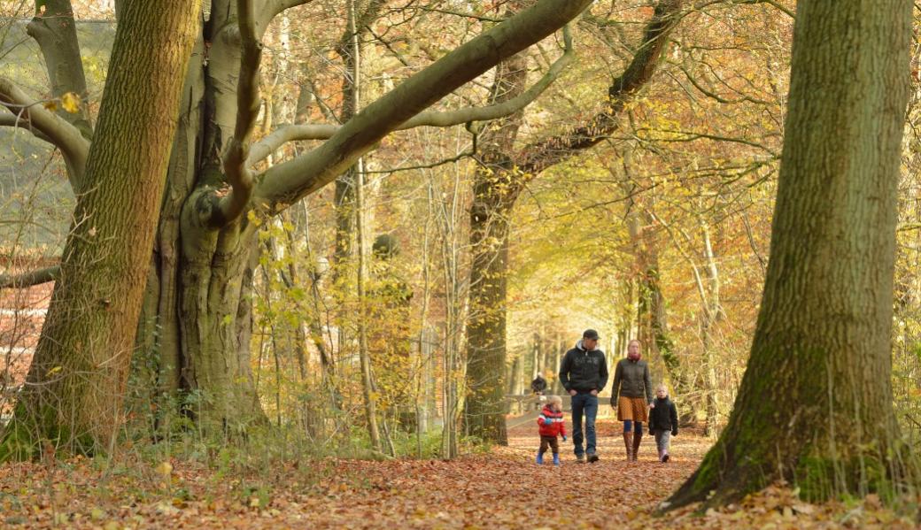 wandelaars in het bos