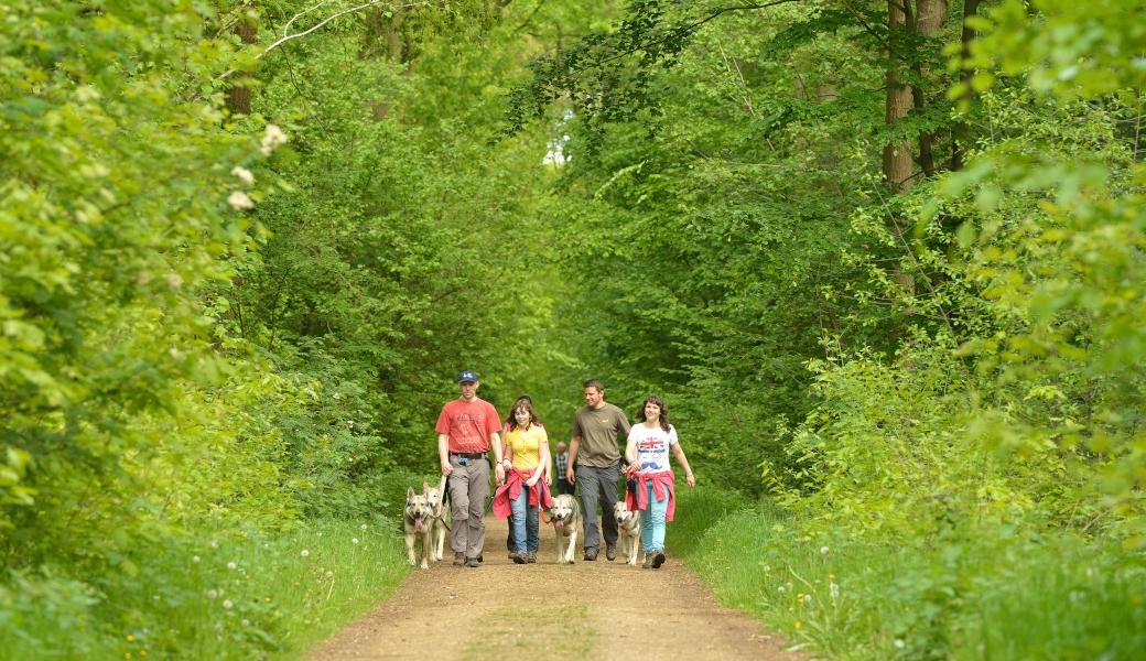 wandelaars in het bos