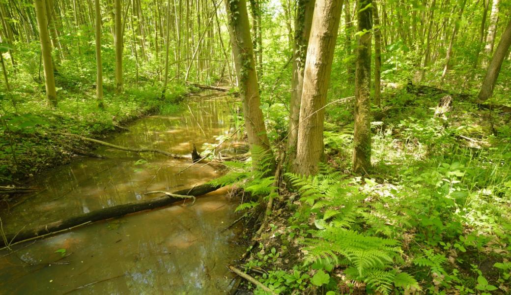 beekje in het bos