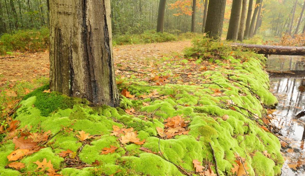 mos op de grond rond de bomen