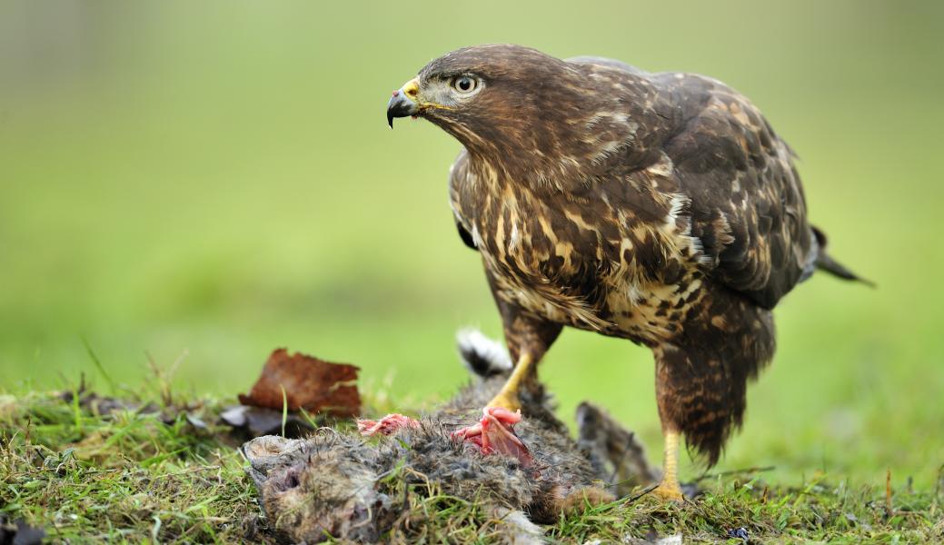 buizerd 