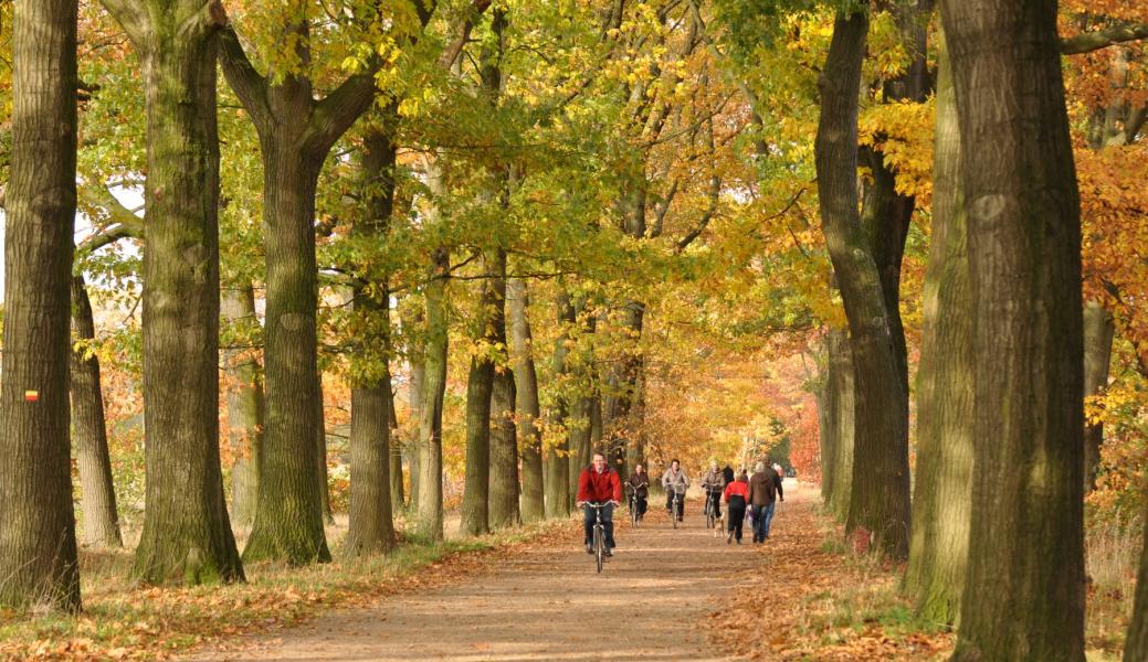wandelaars in het bos