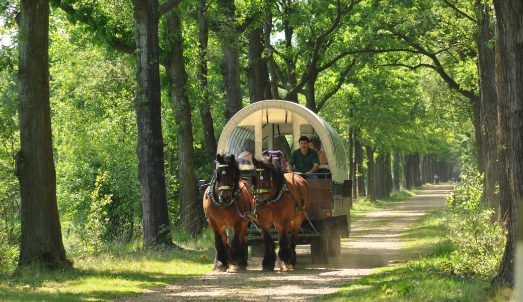 huifkar in het bos