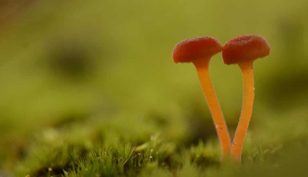 2 paddenstoelen