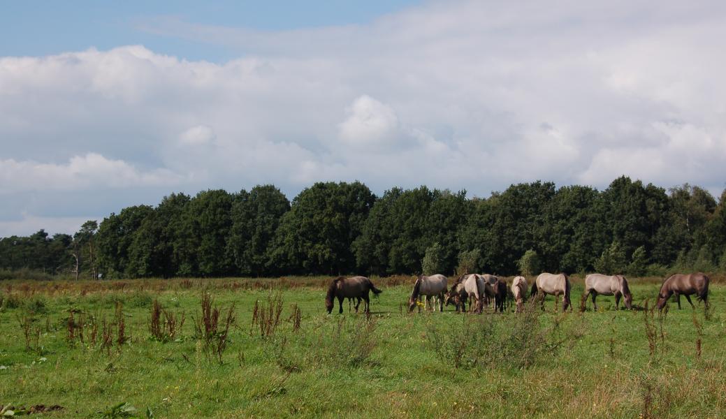 grazende konikpaarden met op de achtergrond bomen