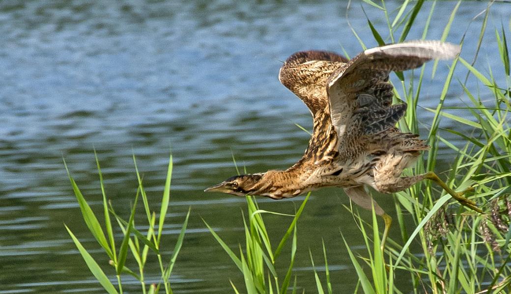 een roerdomp