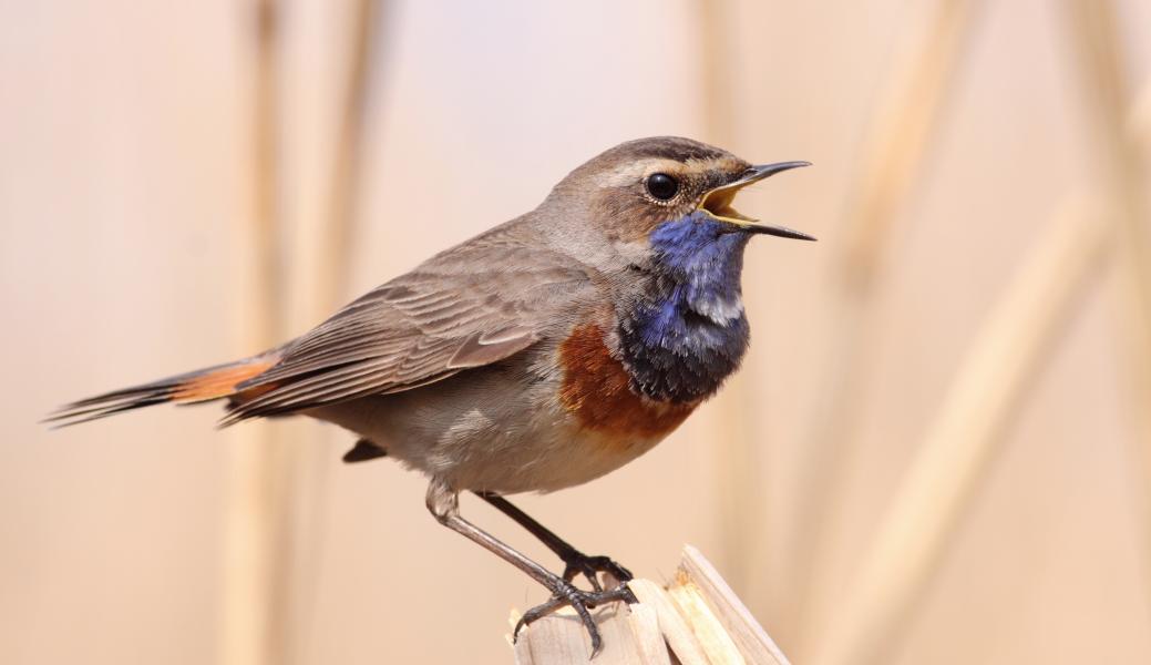 blauwborst