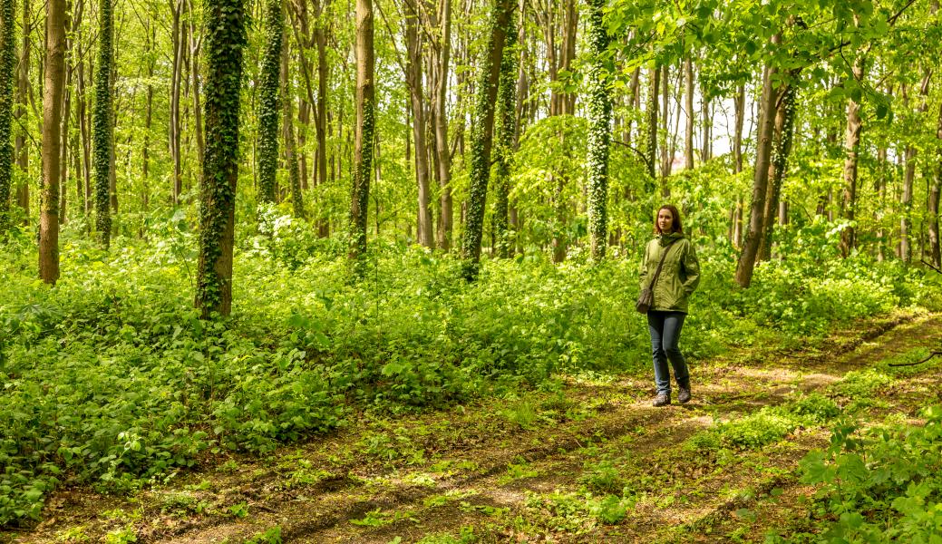wandelaar in het bos