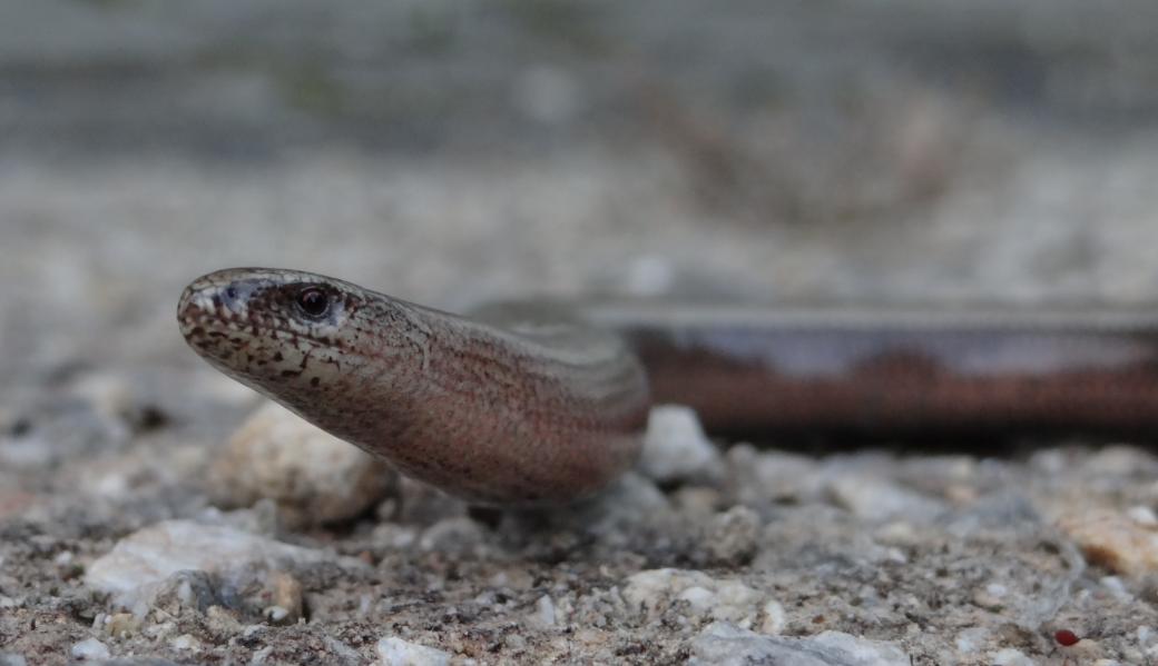 hazelworm