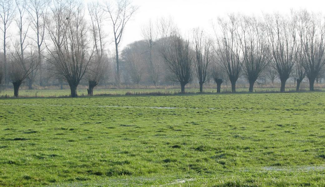rij knotwilgen in het landschap