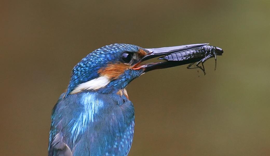 ijsvogel