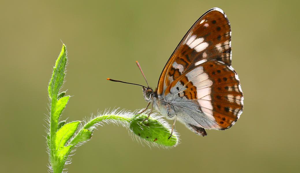 Natuurbeeld zonder beschrijving