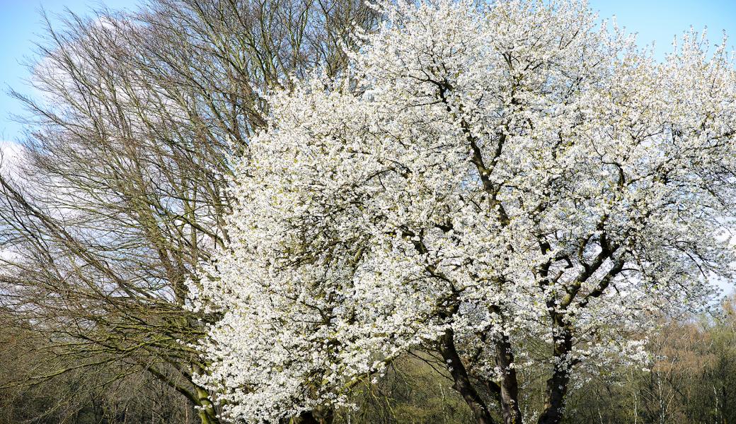 Natuurbeeld zonder beschrijving
