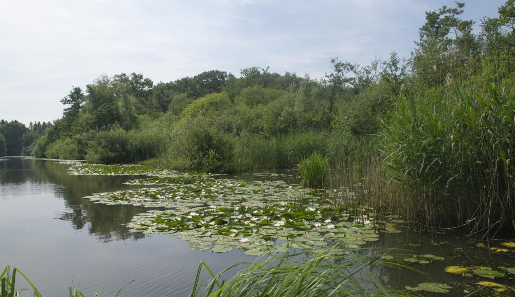 Natuurbeeld zonder beschrijving