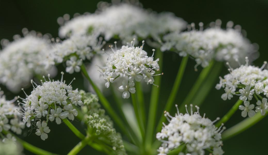 Natuurbeeld zonder beschrijving