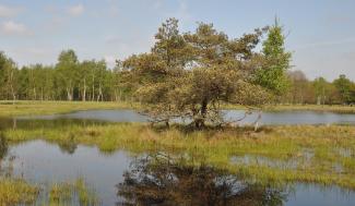 Landschap Abtsheide