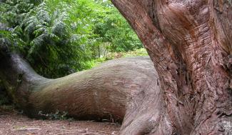 Boom Arboretum Groenendaal