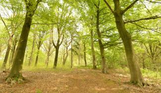 Zicht op bos