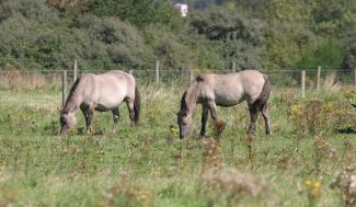 Grazende paarden