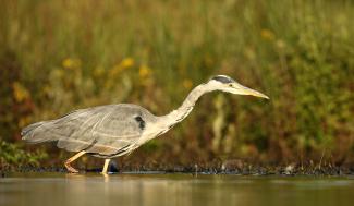 Blauwe reiger