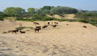 Ezels in de duinen