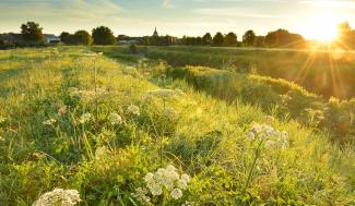 Landschapsbeeld