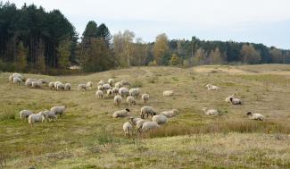 Schapenbegrazing