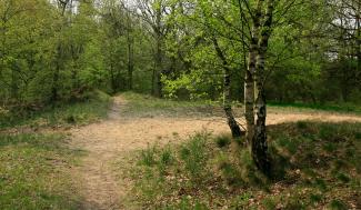 Wandelpad door de duinen