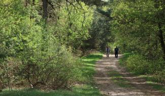 Wandelaars in het bos