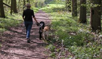 Wandelaar met honden