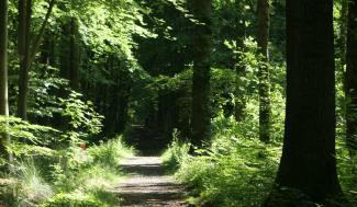 Dreef in het bos