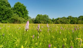 Landschapsbeeld orchideën